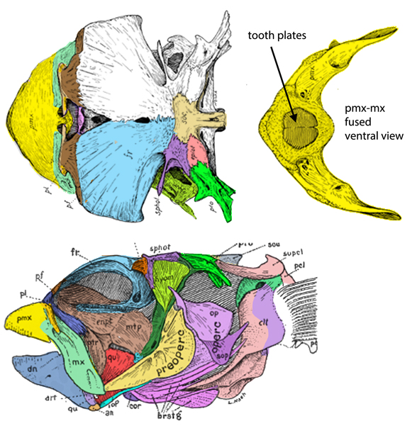 Diodon skull diagram