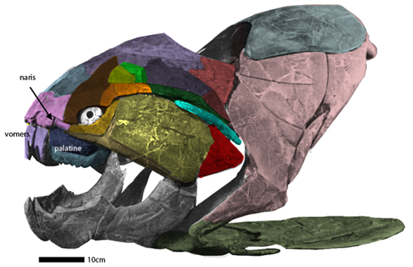 Dunkleosteus skull