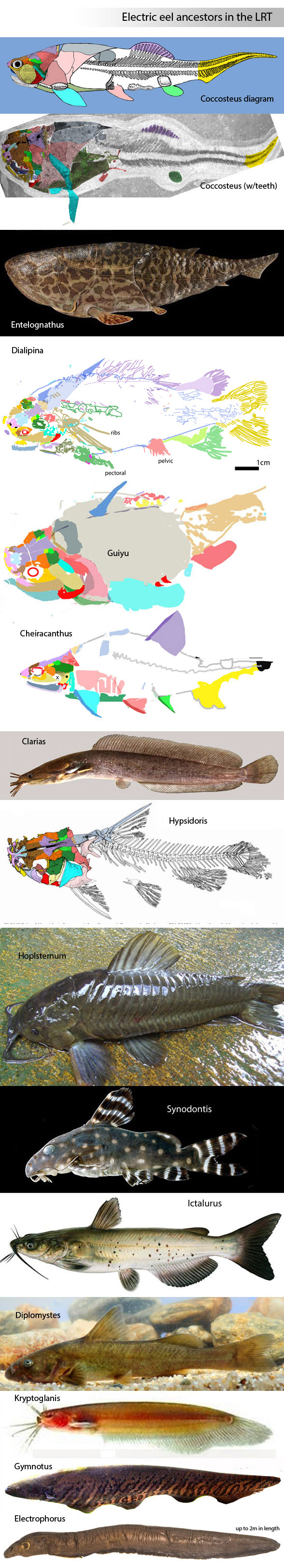 Electric eel ancestors Electrophorus to Coccosteus
