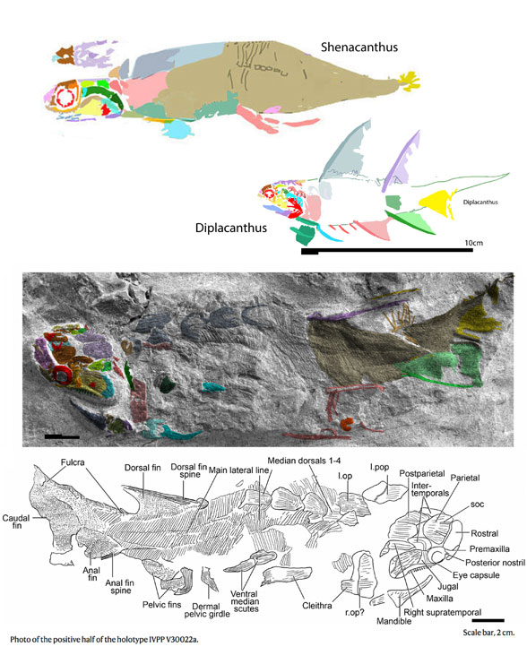 Eosteus compared