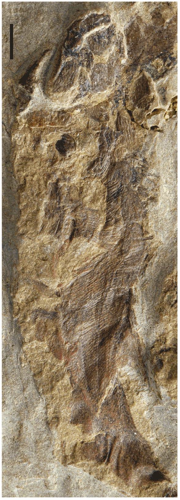 eosteus in situ animation