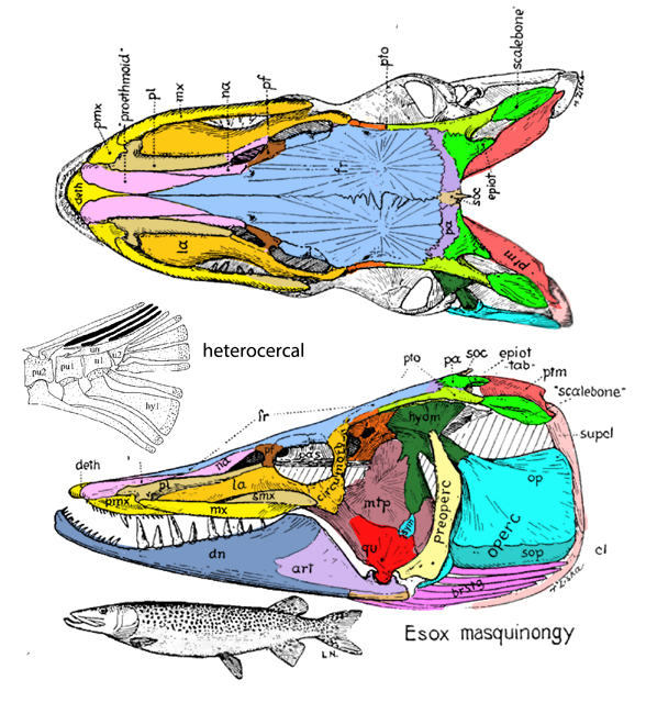 Esox skull diagram
