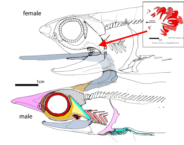 Falcatus male female skulls