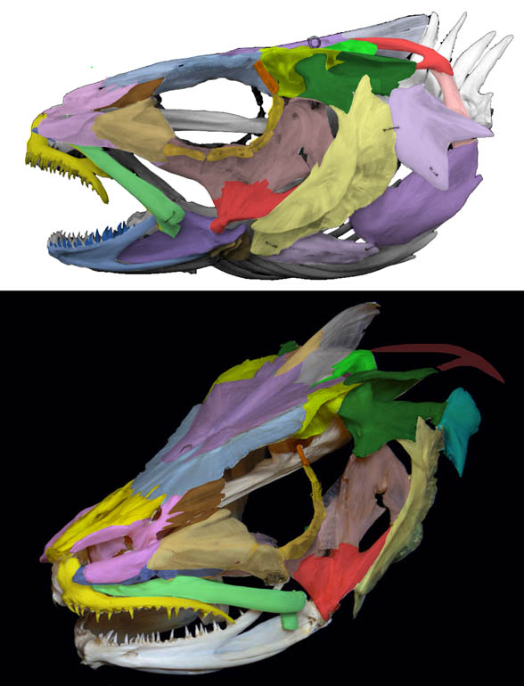 Gadus morhua Atlantic cod skull