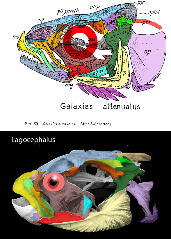 Galaxias, Mola and Lagocephalus skulls