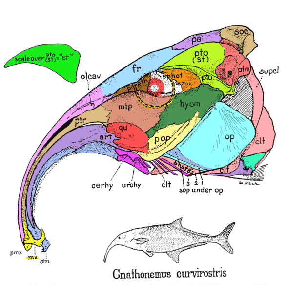 gnathonemus skull