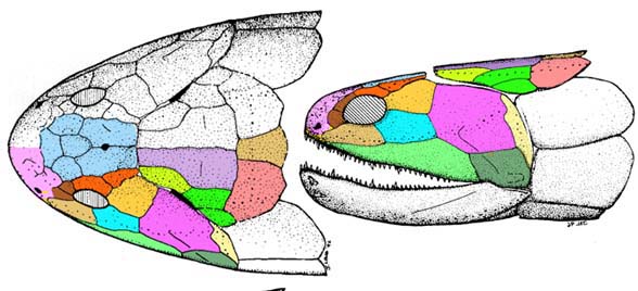 Gogonasus skull diagram