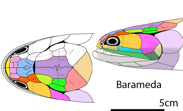 Gooloogongia and Barameda skulls