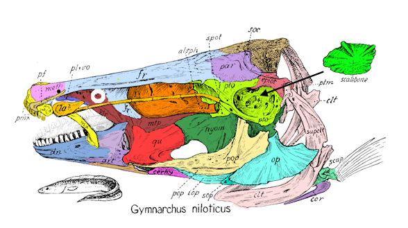 Gymnarchus skull