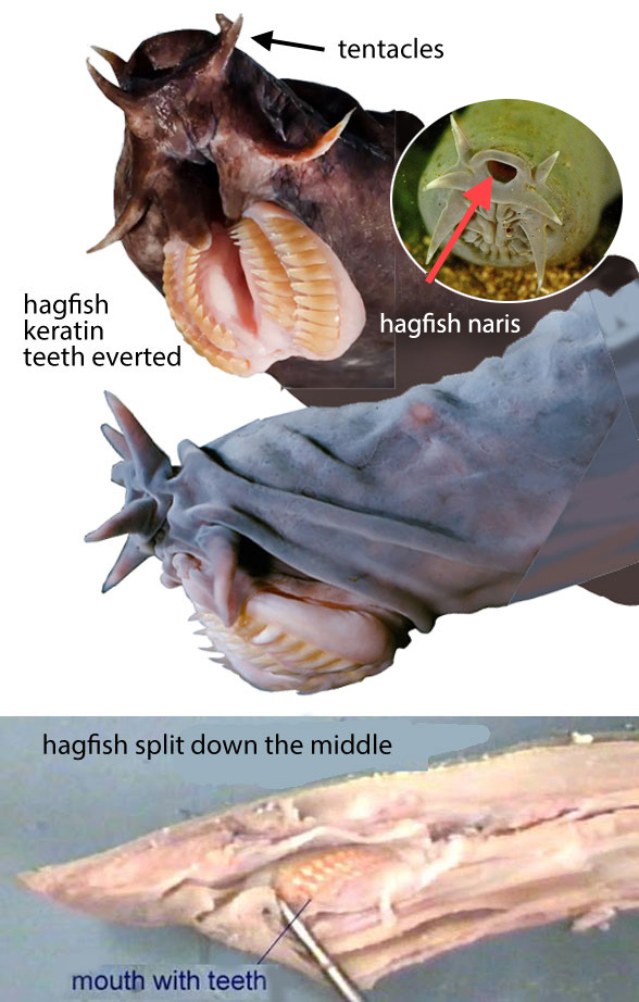 Nematode and hagfish teeth in section