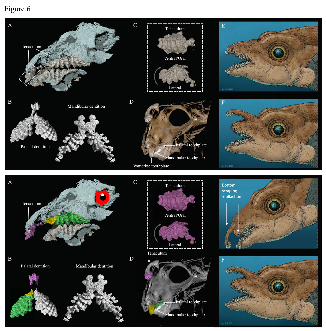 Helodus reinterpretation