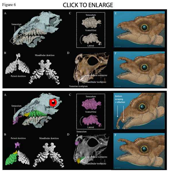 Helodous click to enlarge