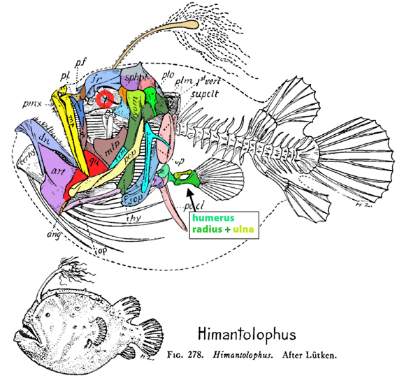Himantolophus