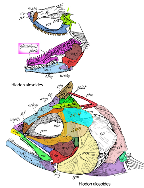 Hiodon alosoides skull