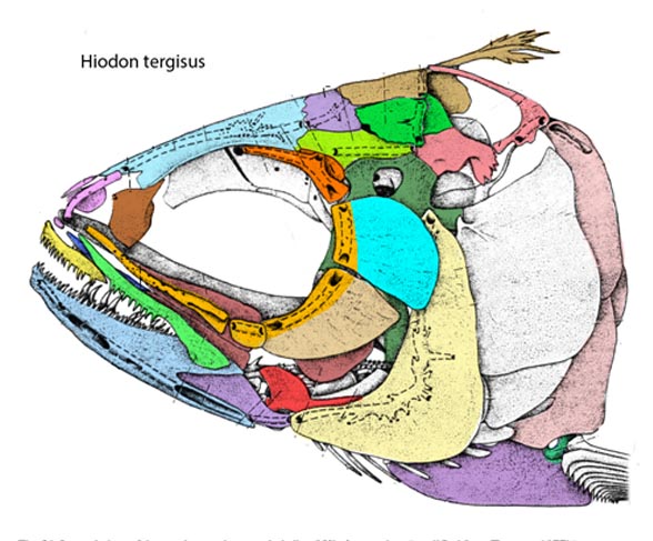 Hiodon skull diagram