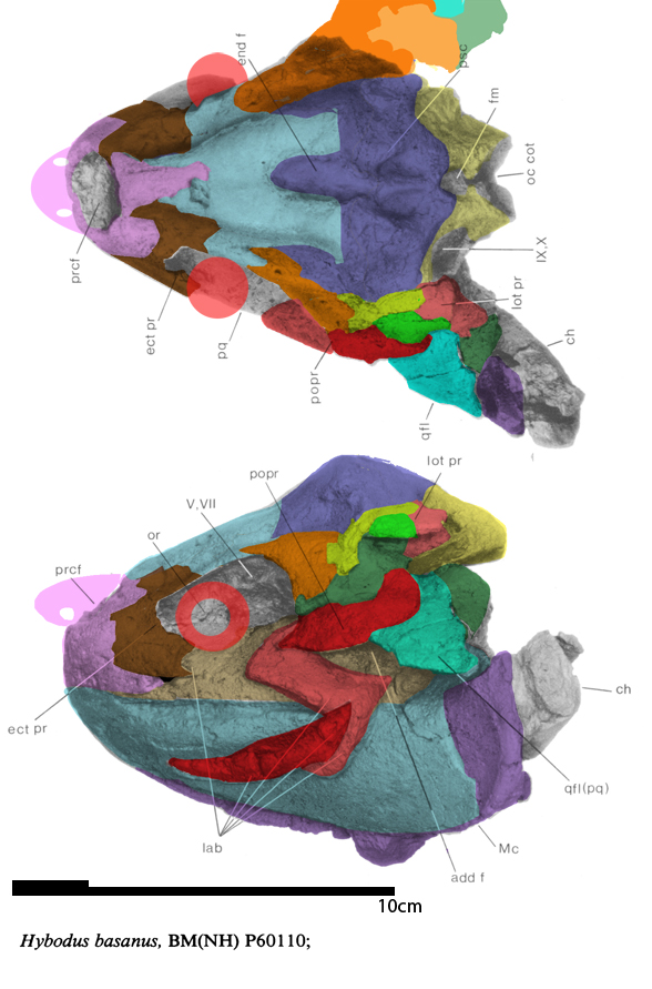 Hybodus basanus skull