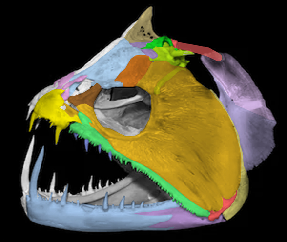 Hydrolycus skull