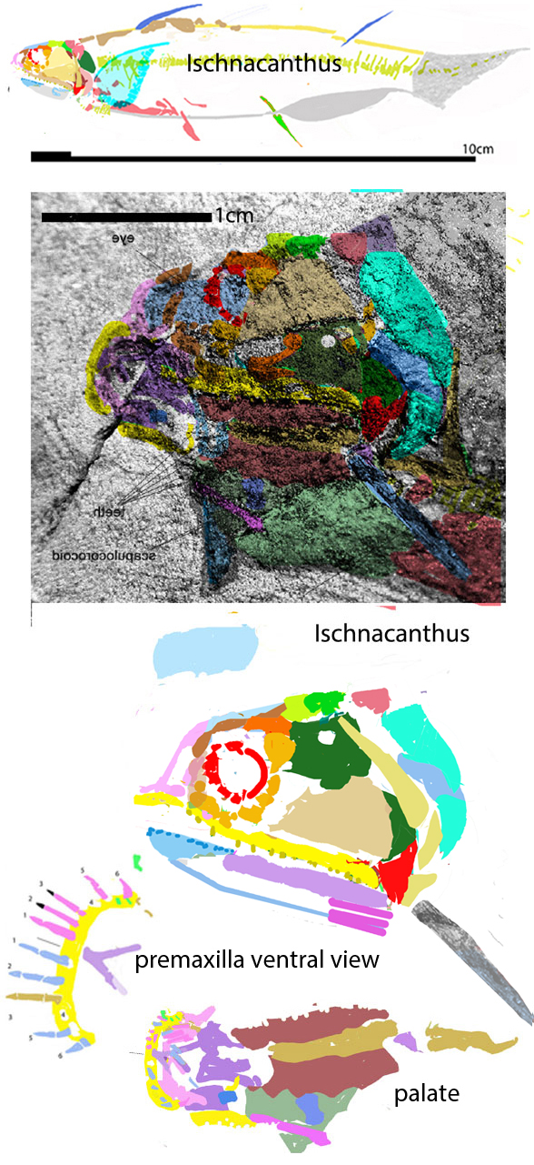 Ischnacanthus skull
