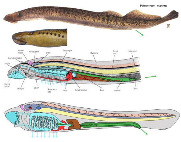 Pteromyzon lamprey adult and hatchling