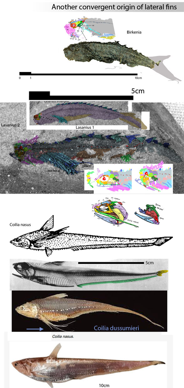 Lasanius, Birkenia and Coilia – the origin of fins in the tetrapod lineage3