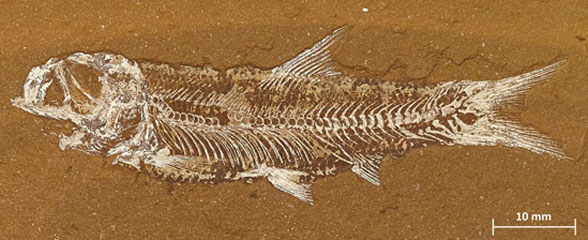 Leptolepis in situ overall
