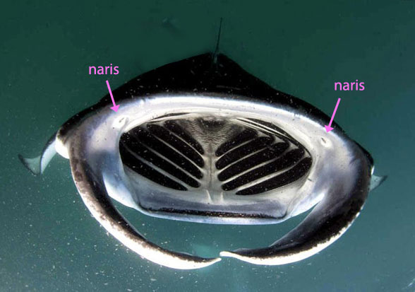 Manta ray feeding
