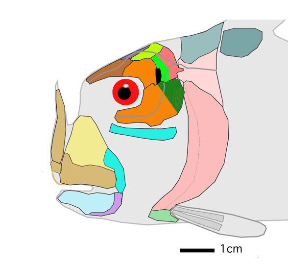 Materpiscis skull diagram