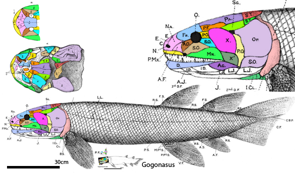 Megalichthys lateral view