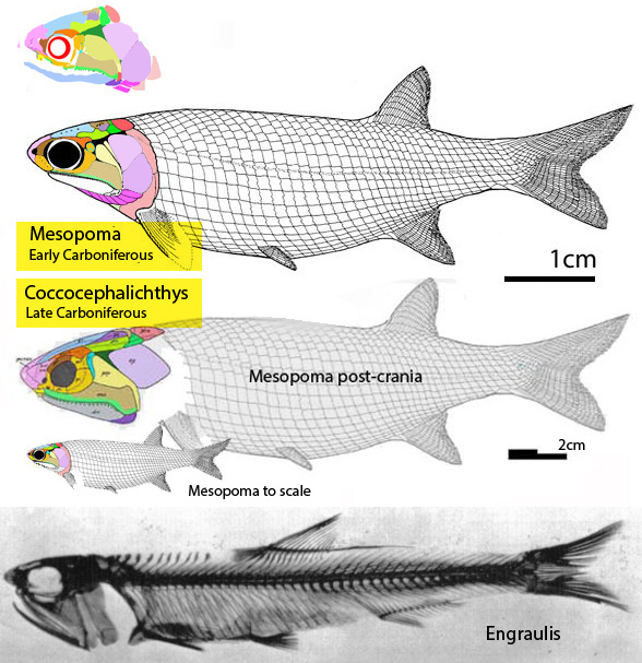 Mesopoma Birgeria Malacosteus to scale