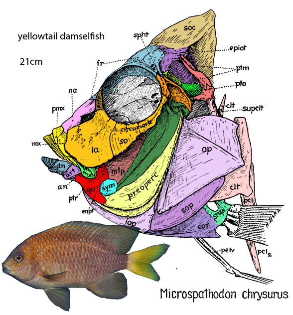 Microspathodon