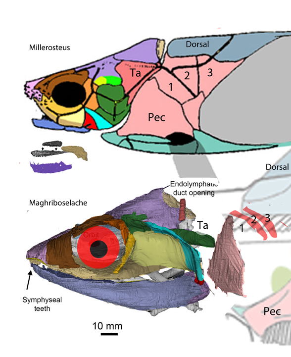 Millerosteus and Maghriboselache
