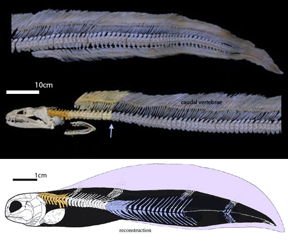 Moray eel skeleton