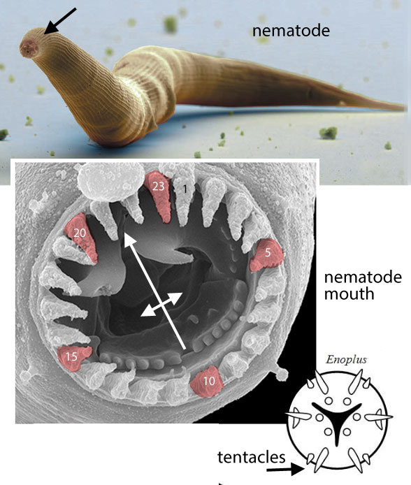 Nematode mouth