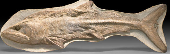 Notelops fossil
