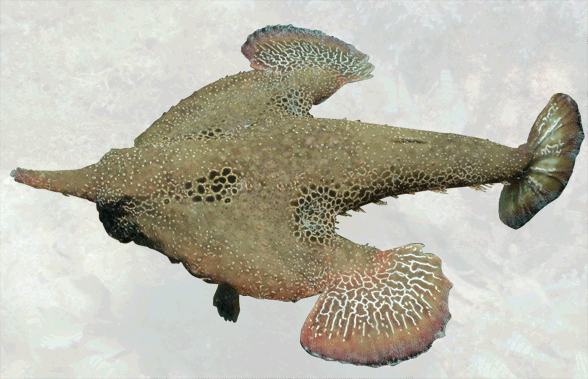 Ogcocephalus in vivo