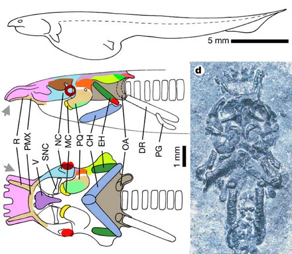 Paleospondylus diagram