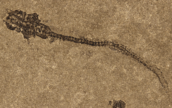 Paleospondylus in situ