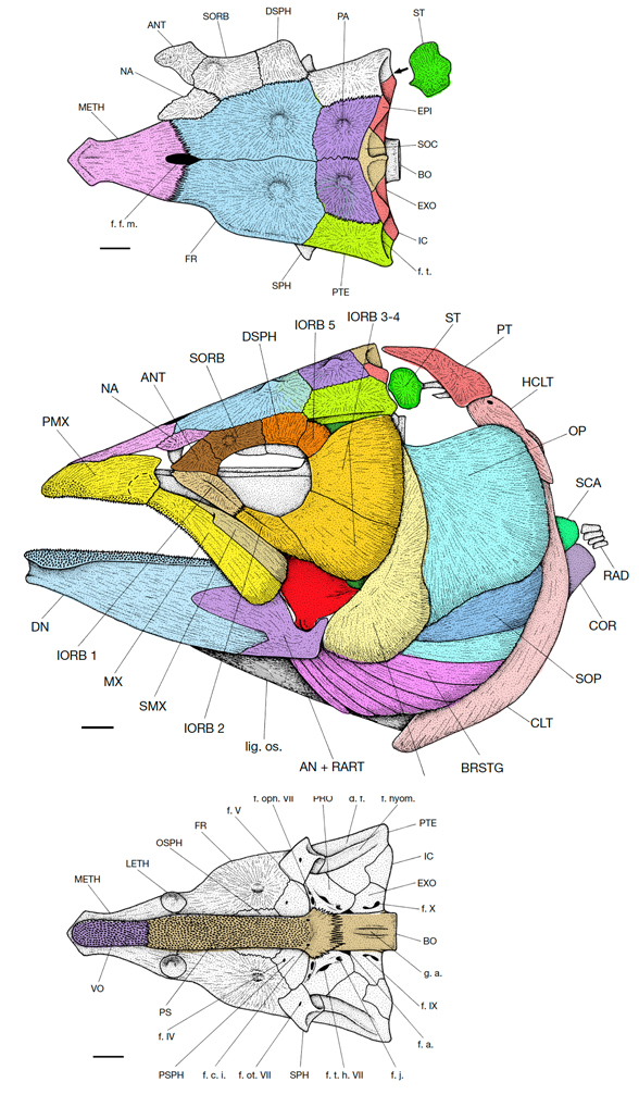 Pentanogmius skull diagram