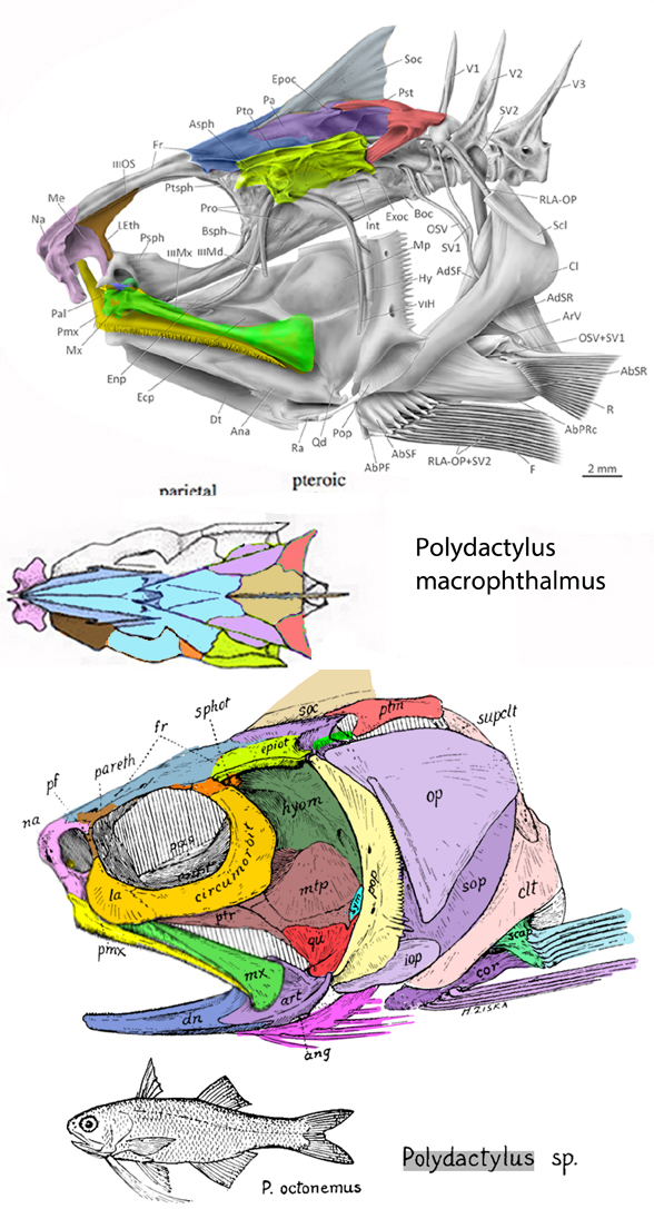 Polydactylus skull