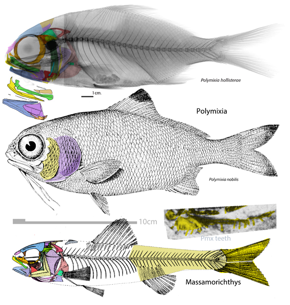 Polymixia the beardfish