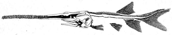 Polyodon adult skeleton