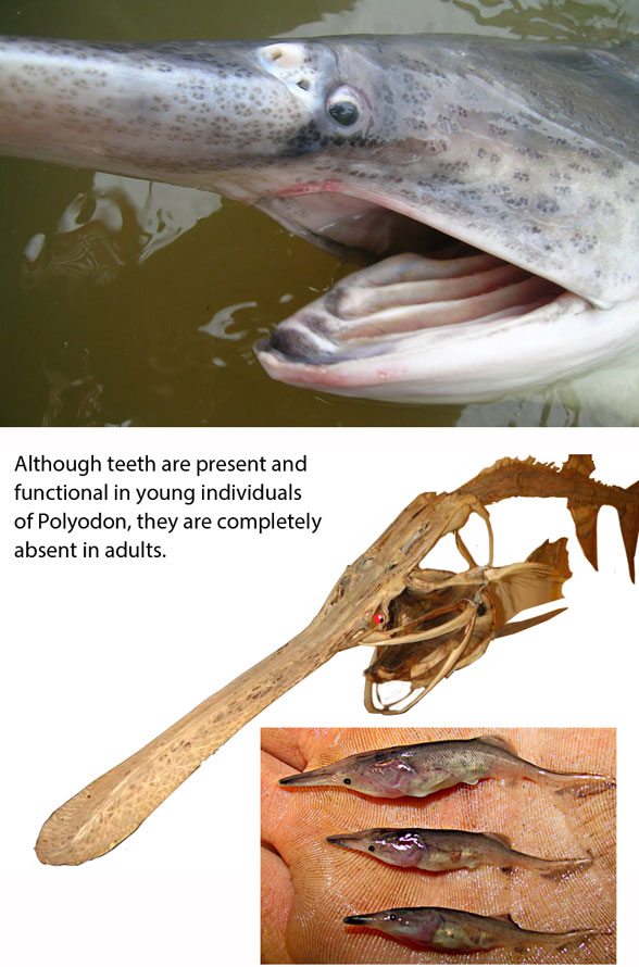Polyodon mouth parts
