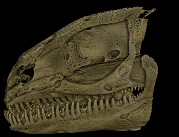 Polypterus skull half
