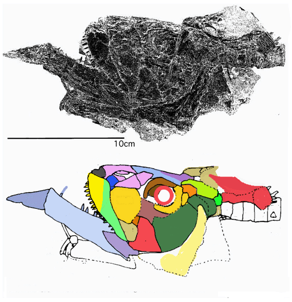 Prosaurodon skull