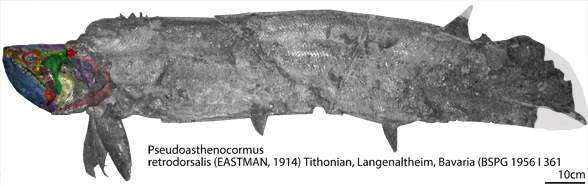 Pseudoasthencormus BSPG 1956 I 361