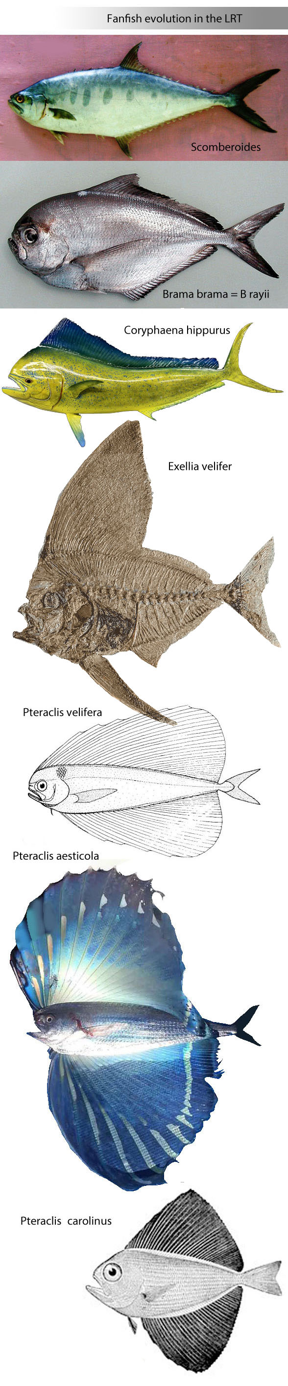 Pteraclis evolution