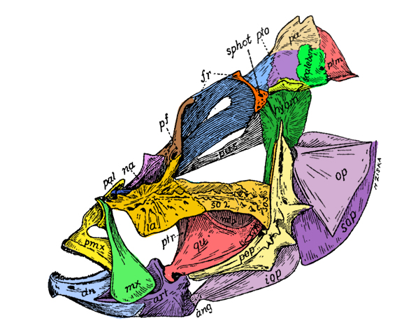 Pterois skull diagram