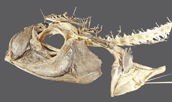 Regalecus glesne (giant oarfish) skull