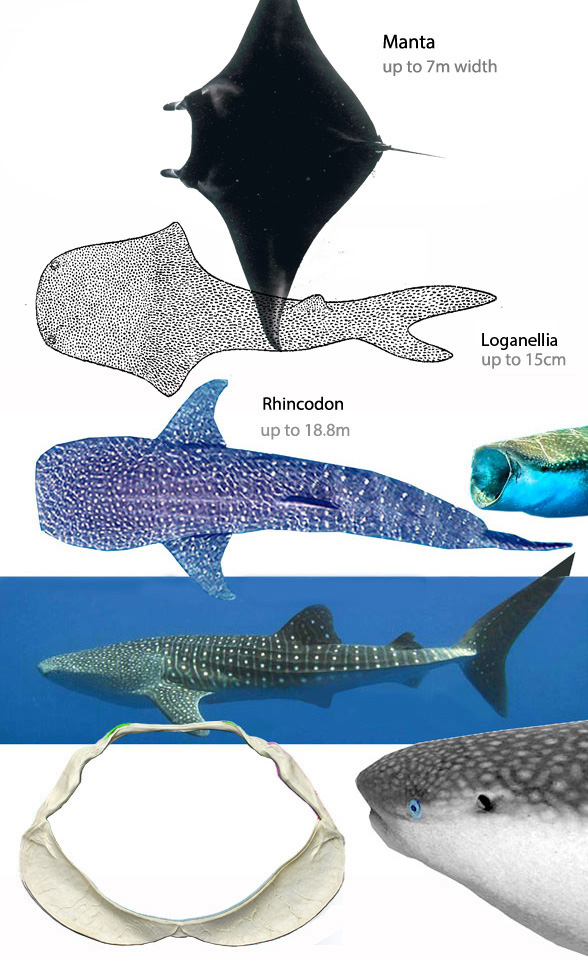 Rhincodon compared to Entelognathus and Thelodus