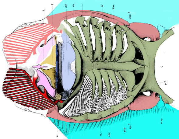 Rhinoptera ventral skeleton